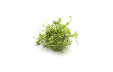 Beyaz arka planda taze filizler mikro yeşiller izole edilmiştir.