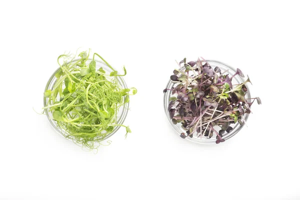 Healthy colored microgreens in plates isolated on white — Stock Photo, Image