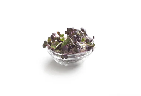 Фиолетовый микрозелень для приготовления салата в стеклянной тарелке — стоковое фото
