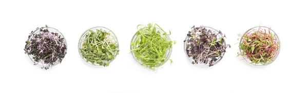 Set van gekleurde micro greens geïsoleerd op wit — Stockfoto