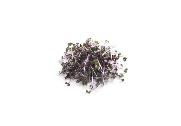 Dunkel lila frische Mikrogrüns isoliert auf weiß — Stockfoto