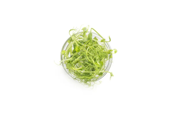 Young microgreen sprouts in glass palate isolated on white — Stock Photo, Image