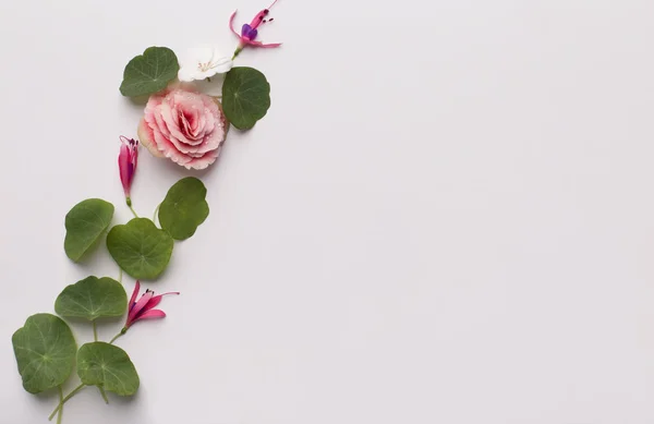 苗のフレームと白で隔離された小さなバラ — ストック写真