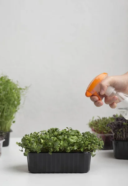 Mano femminile con microverdi irrigazione a spruzzo su sfondo grigio — Foto Stock