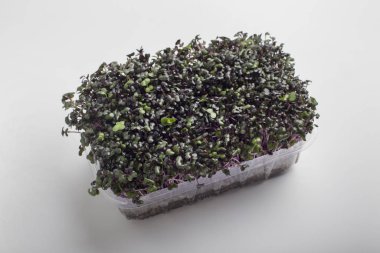 Beyaz tencerede büyüyen mikro yeşiller