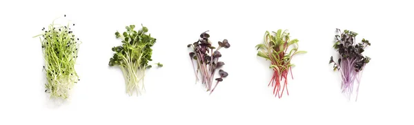 Tumbuh kale, alfalfa, bunga matahari, arugula, kecambah mustard — Stok Foto