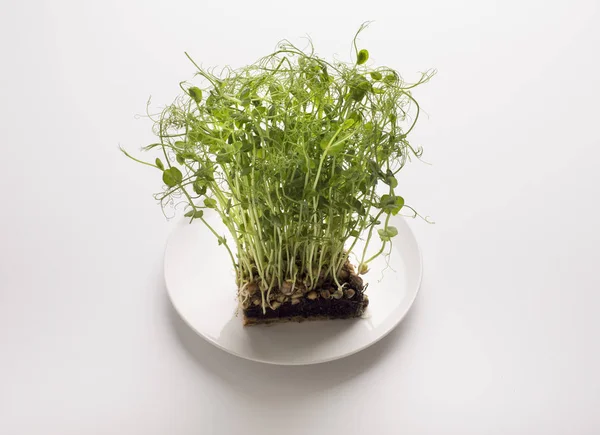 Piece of Sprouted micro green with soil in plate on white — Stock Photo, Image