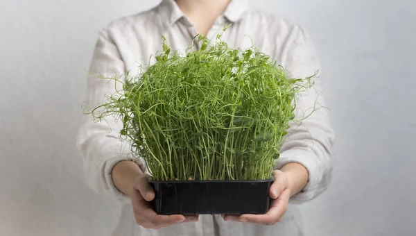 Unrecognizable Girl carrying microgreens over gray background — Stok fotoğraf