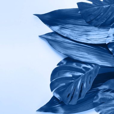 Reklam için boş alanı olan çeşitli bitki yaprakları