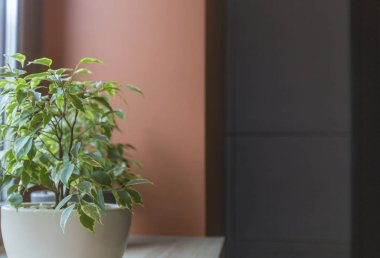 Kafenin içinde, pencere kenarında saksıda yeşil bir bitki var.