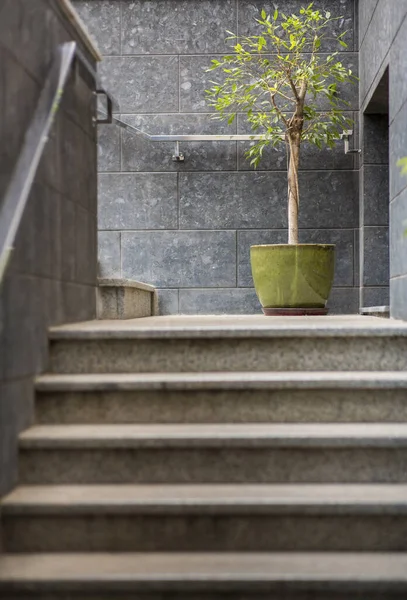 Estilo Loft Escaleras y planta verde sobre paredes grises —  Fotos de Stock