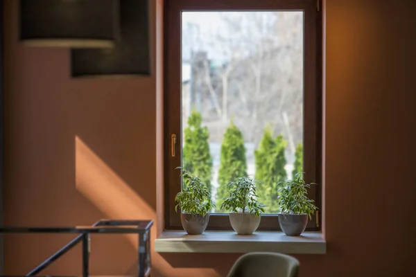 Café interior con plantas vivas en el alféizar de la ventana en estilo moderno —  Fotos de Stock