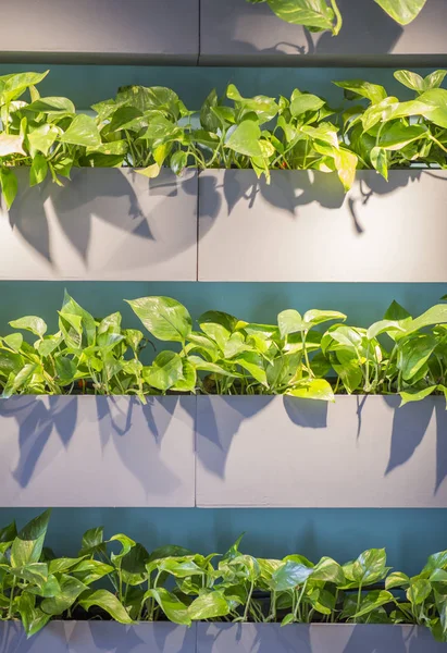 Рослини в дерев'яних ящиках прикрашають стіну кафе — стокове фото