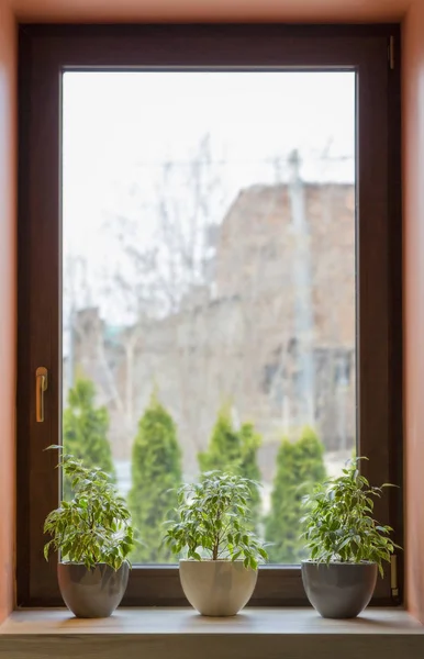 Big panoramic window with living plants in pots