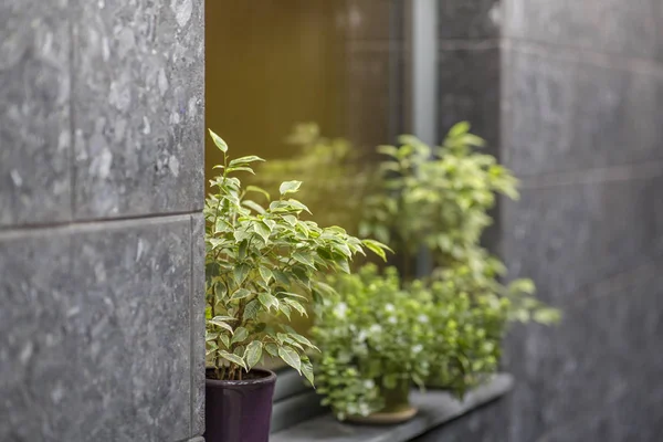 Outdoor plants in pots on windows facade, gray walls — 스톡 사진