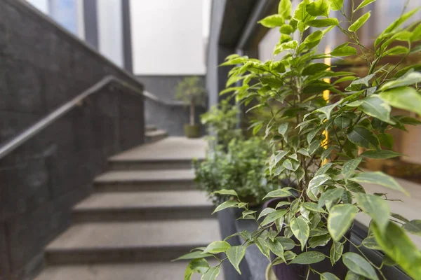 Zielone ozdobne rośliny w doniczkach w pobliżu kawiarni miejskiej — Zdjęcie stockowe