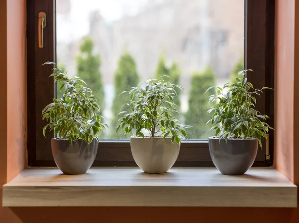 Ervas em vasos de plantas que crescem em um peitoril da janela no interior do café — Fotografia de Stock