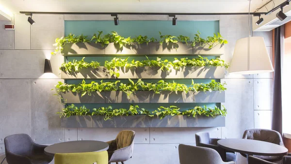 Wzór utworzony przez roślinę w doniczce na ścianie w nowoczesnej kawiarni — Zdjęcie stockowe