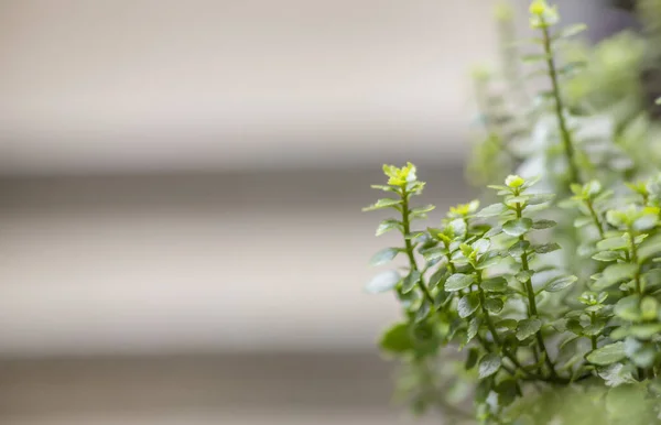 Зеленое растение на размытом фоне с пространством для копирования — стоковое фото