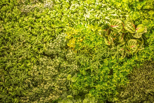 Piante naturali verdi decorazione della parete in caffè moderno — Foto Stock