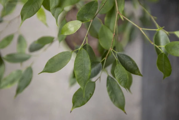 Vivir rama verde sobre fondo de pared de hormigón — Foto de Stock
