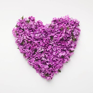 Top view on lilac flowers heart, isolated on white
