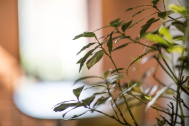 Fresh living green plant in cafe interior, blurred background