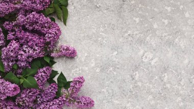 Gri beton üzerinde leylak çiçekleri sınırı, kopyalama alanı, üst görünüm