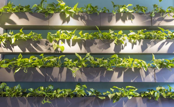 Interior decoration with green living plants inside shelves