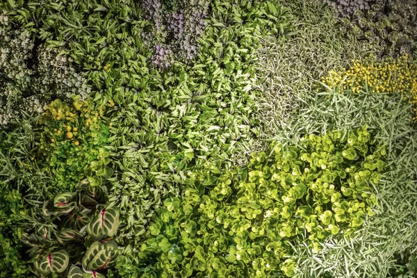 Pared de hoja verde natural, decoración de interiores, fondo de textura — Foto de Stock