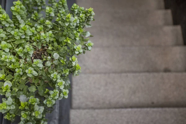 Eco style cafe. Green tree near stairs up to cafe — 스톡 사진