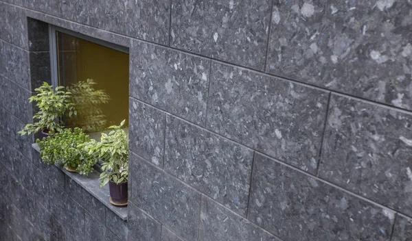 Γκρι τσιμεντένιο τοίχο με πράσινο φυτό σε γλάστρες στο περβάζι — Φωτογραφία Αρχείου
