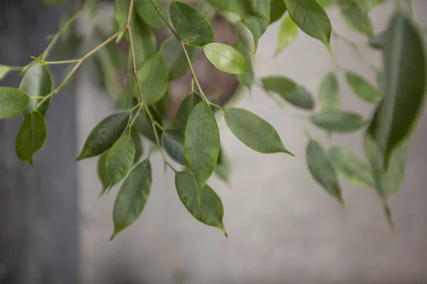 Arbre vert vivant avec de petites feuilles sur fond gris flou — Photo