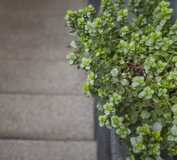 Ramo decorativo albero verde sopra muro di cemento, spazio copia — Foto Stock