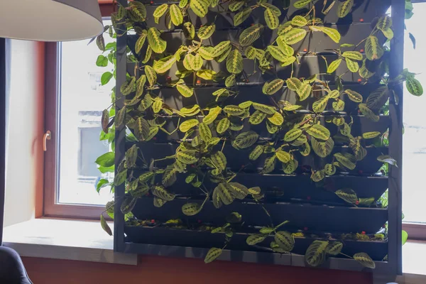 Dekoracja wnętrz kawiarni lub restauracji zielonymi roślinami — Zdjęcie stockowe