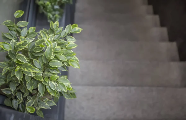 Вечно зеленое декоративное дерево у лестницы до кафе — стоковое фото