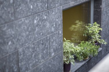 Pencere kenarındaki saksılarda yeşil bitkilerle gri cephe