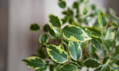 Ev dekorasyonu fabrikası, yemyeşil, bulanık arkaplan, draacaena