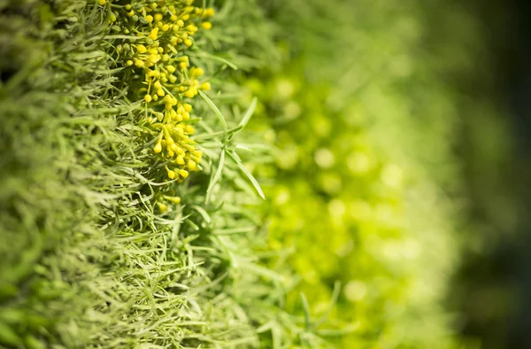 Zielony żywy mur roślin, abstrakcyjne tło — Zdjęcie stockowe