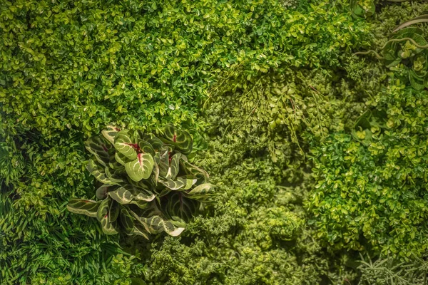 Эко-зеленая стена растений абстрактный фон, копировальное пространство — стоковое фото