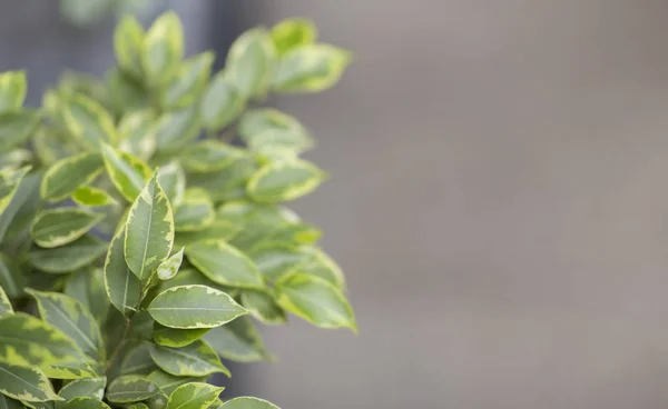 Ένα μικρό πράσινο δοχείο φυτό εμφανίζεται πάνω από θολή φόντο — Φωτογραφία Αρχείου