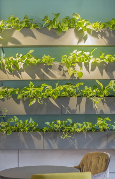 Prateleiras com plantas em vasos na parede no café moderno — Fotografia de Stock