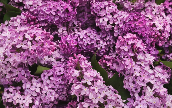 Flieder Zweige Nahaufnahme, Frühling Hintergrund und Tapete — Stockfoto