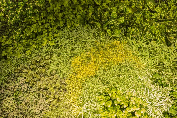 Стена с зеленым растением сделать комнату выглядеть свежей — стоковое фото