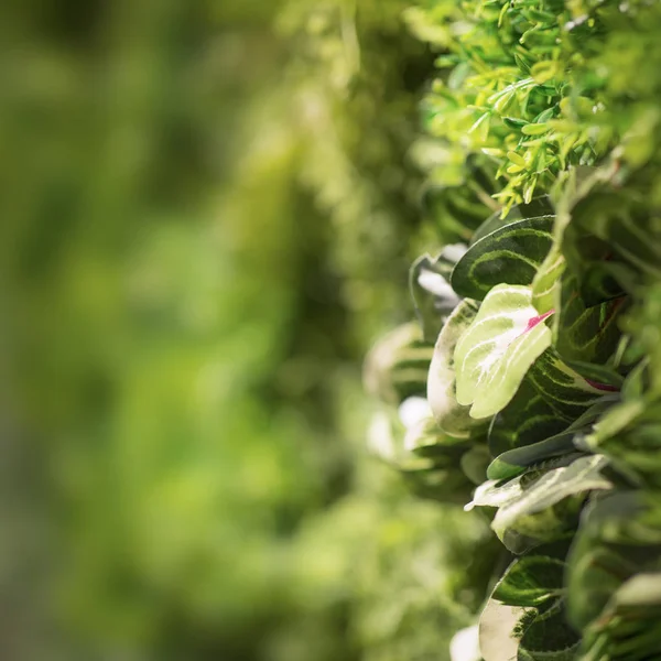 Декоративная стена из зеленых живых растений, размытая сторона движения — стоковое фото