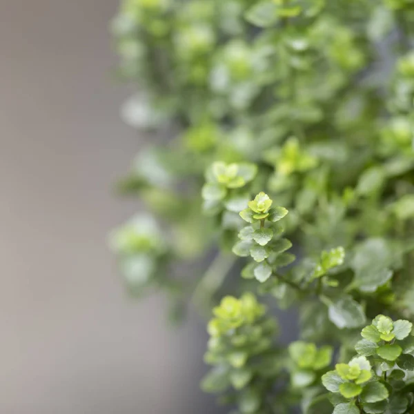 Πράσινα φύλλα διακοσμητικού φυτού πάνω από γκρι — Φωτογραφία Αρχείου