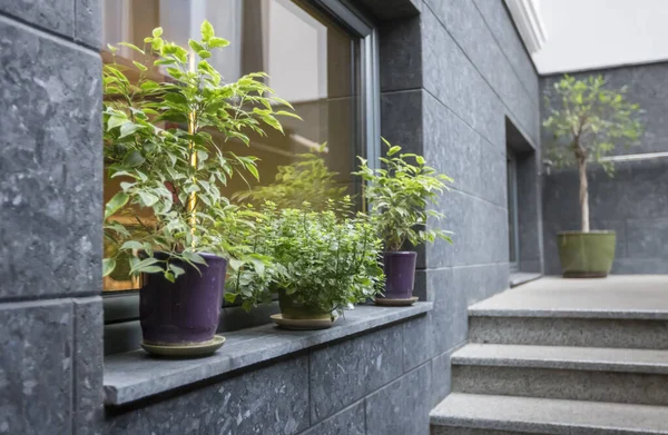 Modern eco style exterior with decorative green plants — Stock Photo, Image