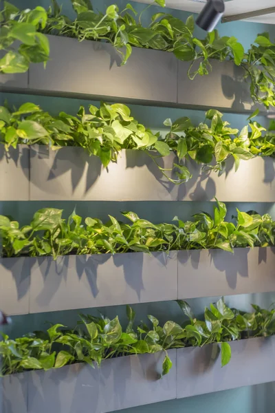 Еко-кафе з рослинами на стінах, сучасна і стильна кав'ярня — стокове фото