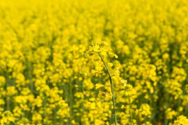 Yellow Flower on field foreground on a sunny day