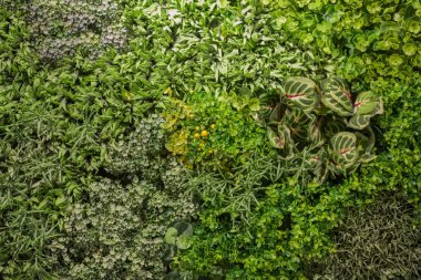 Living background with green plants and environment scene